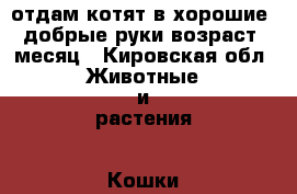 отдам котят в хорошие ,добрые руки.возраст: месяц - Кировская обл. Животные и растения » Кошки   . Кировская обл.